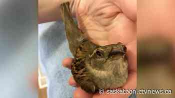 Saskatoon wildlife rescue sees increase of injured birds
