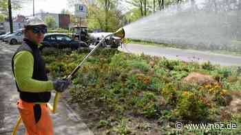 Dissen bietet Ferienjob im Grünen an: Bauhof sucht Verstärkung - noz.de - Neue Osnabrücker Zeitung