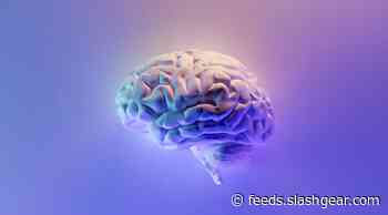 Intermittent fasting may fuel neurogenesis and protect long-term memory