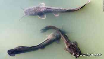 Ancient Judeans ate non-kosher seafood, fish bones show