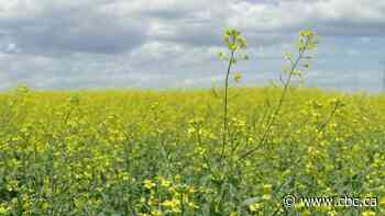 Third canola crush plant announced for Saskatchewan