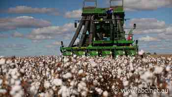 Farmers pick $1.5b crop, next season's to be even better