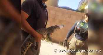 Bomberos de Hermosillo capturan a cocodrilo en colonia Corceles - Proyecto Puente