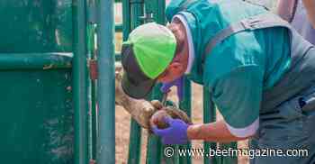 Rural communities desperate for large animal veterinarians