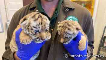 Remaining Toronto Zoo tiger cub continuing to 'grow and thrive' - CTV Toronto