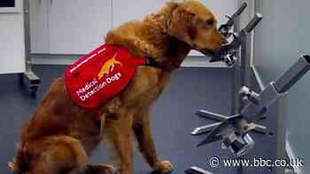 Coronavirus: Training dogs to identify the scent of Covid-19
