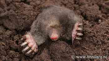 De mol is een echte veelvraat - Vroege Vogels - Zembla
