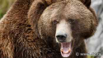 Woman dies in suspected bear attack in rural area northwest of Calgary