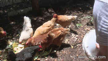 Wheatfield officials say family's property is too small to house chickens