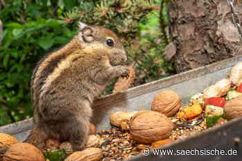 Jede Menge Nachwuchs im Tierpark Riesa - Sächsische.de