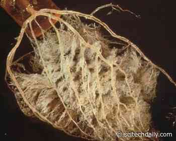 Important Global Health Problem Identified: Disease of the Smallest Heart Blood Vessels