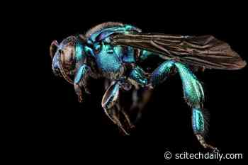 Mystery Deepens About Evolution of Bees’ Social Behavior