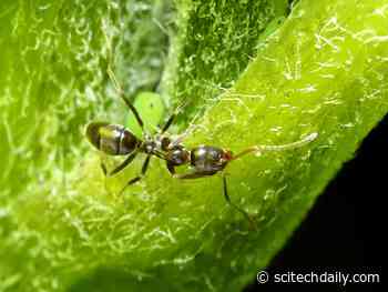 Environmental DNA (eDNA) Analysis Could Contribute Towards More Effective Pest Control