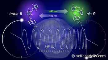 Circadian Rhythm: Resetting the Biological Clock by Flipping a Switch