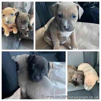 Increase in dognapping crimes as 100 pooches stolen in Lancashire