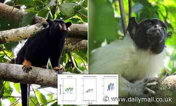 Monkeys change their 'accent' to avoid conflict
