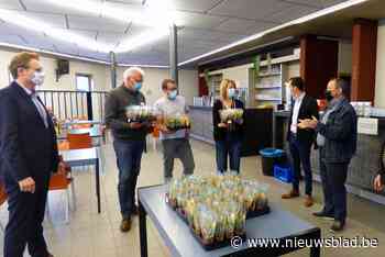 Vetplantjes voor vrijwilligers van vaccinatiecentrum (Aalter) - Het Nieuwsblad