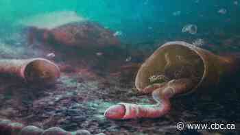 Rare fossils uncover ancient symbiosis between 2 species