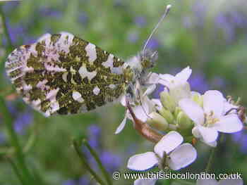 Nature Notes: 'One of our most attractive Spring butterflies'