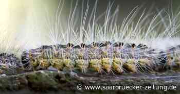 Frühbekämpfung des Eichenprozessionsspinners in Neunkirchen - Saarbrücker Zeitung