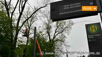 Wenn eine 100 Jahre alte Esche in Ulm zur Gefahr wird
