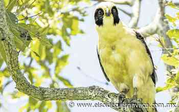 [Animalia] Aves rapaces están llenas de habilidad - El Sol de Cuernavaca