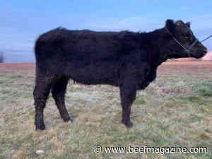 Feeding cull cattle