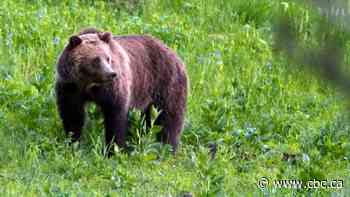 Woman dies in suspected bear attack near Calgary weeks after bear killed man 40 km away
