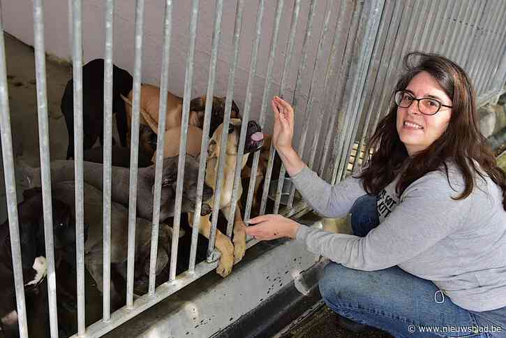 Fokker die 68 honden afstond werd depressief na dood vader door bijtincident: “Maak hem niet helemaal af”
