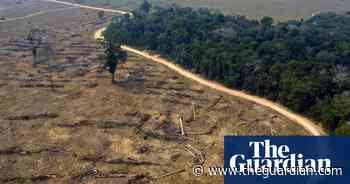 Food brands challenge deforestation rules in UK environment bill - The Guardian