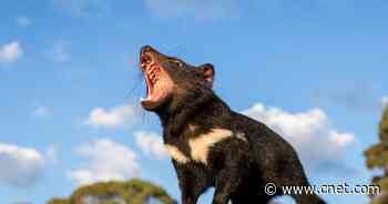 Tasmanian Devils born on mainland Australia for the first time in 3,000 years     - CNET