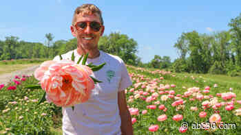 Peonies bloom at Pennsylvania family farm festival
