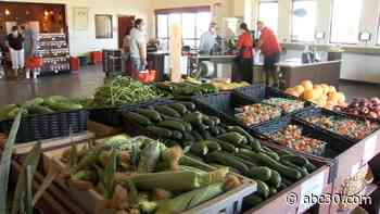 Fresno State sweet corn to go on sale May 31
