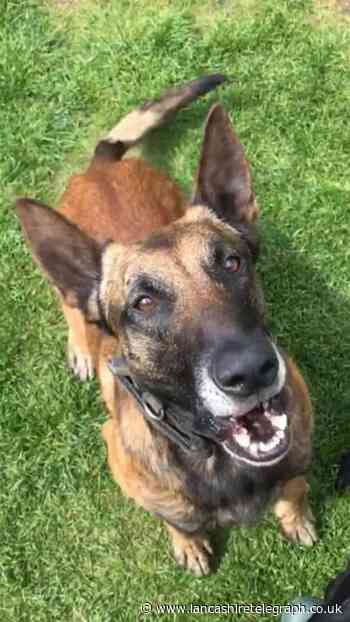Accrington: Police dog foils moped thieves