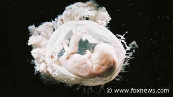 Senate Dems reject ban on certain types of human-animal hybrid experiments