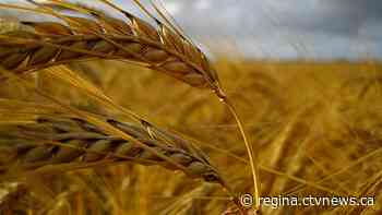 Producers on track with spring seeding: crop report