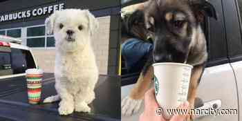 Hazeldean Starbucks In Kanata Will Give Your Dog A Free 'Puppucino' - Narcity