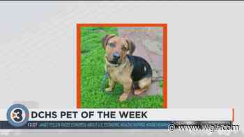 Meet the Pet of the Week: Bruno | 97 Seven Country WGLR - The Tri-States Best Variety of Country - Lancaster, Dubuque, Galena, Platteville - 97 Seven Country WGLR