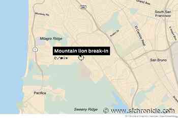 Mountain lion breaks window, prowls inside San Bruno home - San Francisco Chronicle