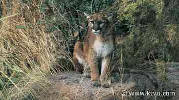 Attracted to taxidermy, mountain lion shatters window to enter San Bruno home - KTVU San Francisco