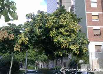 Parasol De La China, Buenos Aires - Palermo Online