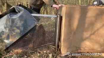 Opnieuw een bever in Stad; waterschap probeert het dier te vangen - RTV Noord