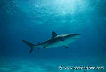 Shark research season has begun in Rhode Island - The Boston Globe