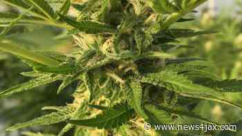 Florida Supreme Court rejects challenge to medical marijuana law - WJXT News4JAX
