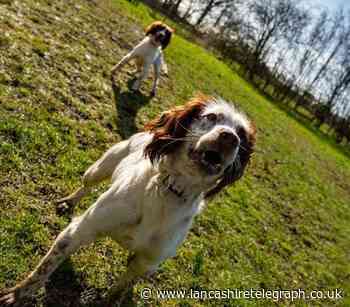 Gifted Lancashire police dogs pass training