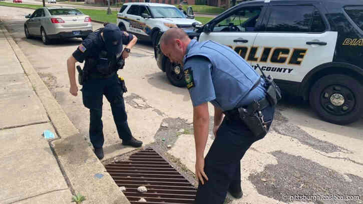 Ducklings Rescued From Sewer Along Tri-Boro Expressway