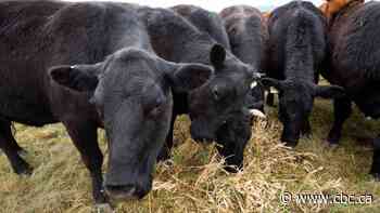 Canada's cattle sector on guard as beef-labelling talk returns in the U.S.