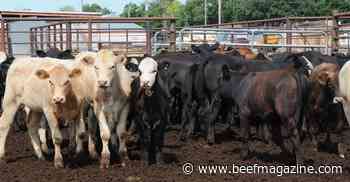 Senate ag leaders promise cattle market hearing