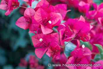 Houston's gardens are making a comeback. Texas A&M gardening experts answer your questions. - Houston Chronicle