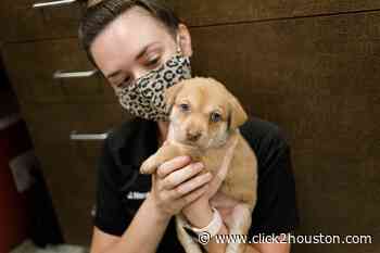 Dumped: 11 puppies, their mother rescued from heat by Houston SPCA - KPRC Click2Houston